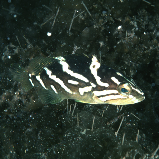 Epinephelus radiatus